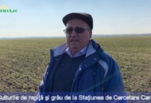 Culturile de rapiţă şi grâu de la Staţiunea de Cercetare Caracal sunt compromise din cauza condiţiilor meteo nefavorabile