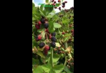 Vinul de mure o delicatesă