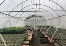 Agricultură după modelul grecesc