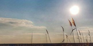 Paradisul păsărilor de la Ipotești