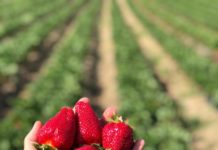 Căpșuni cu “dor de acasă”