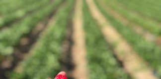 Căpșuni cu “dor de acasă”