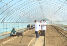 Cartoful dulce de Dăbuleni, o cultură profitabilă pentru fermieri