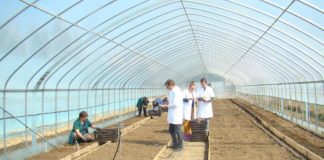 Cartoful dulce de Dăbuleni, o cultură profitabilă pentru fermieri