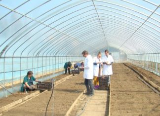 Cartoful dulce de Dăbuleni, o cultură profitabilă pentru fermieri