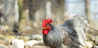 Sprijin pentru crescătorii de păsări și porci