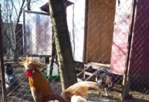 De la promisiunea pentru bunica, la păsări exotice