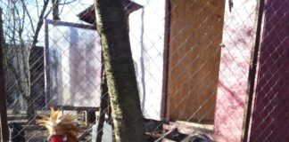 De la promisiunea pentru bunica, la păsări exotice