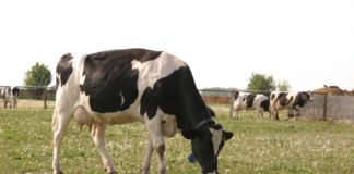 Veste bună pentru fermierii din sectoarele vegetal și zootehnic