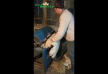 Cunoastem povestea ultimului tabacar autentic din Vaideeni, Vâlcea