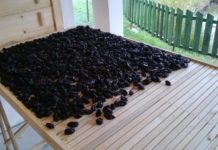 Prunele uscate – Produs atestat „Traditional Romanesc”!