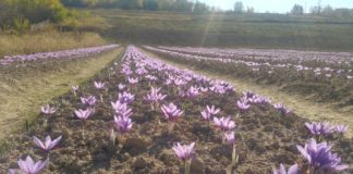 “Aurul roșu” crește pe câmpurile din Gorj