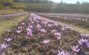 “Aurul roșu” crește pe câmpurile din Gorj