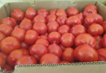 Programele Tomata și Usturoiul, în linie dreaptă