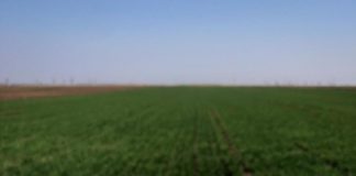 Pâine coaptă pe vatră, după o rețetă de sute de ani