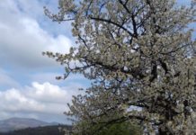 Țuica de Cireșu, brand renumit peste hotare