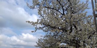 Țuica de Cireșu, brand renumit peste hotare