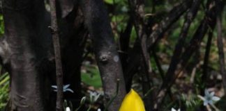 Frumusețile naturii: laleaua galbenă de Cazane, unică în lume