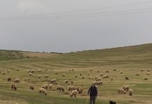 Prima fabrică din Gorj pentru colectarea lânii va fi deschisă la Runcu