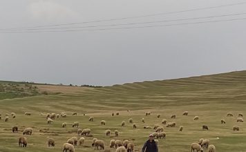 Prima fabrică din Gorj pentru colectarea lânii va fi deschisă la Runcu