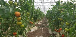 S-au copt roșiile românești