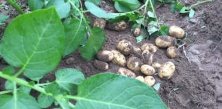 Au apărut primii cartofi românești