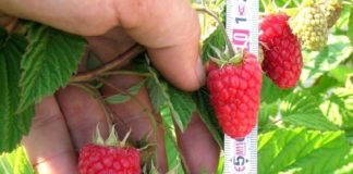 Zmeura de Giuvărăști, un brand înființat cu fonduri europene