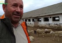 Abatoarele mobile, soluția salvatoare pentru crescătorii de animale