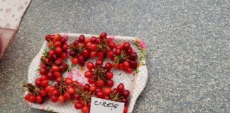 Au apărut cireșele românești