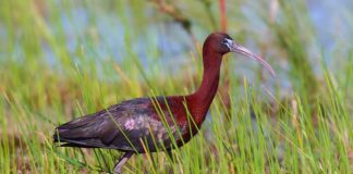 “Țigănușul”, oaspete nou în Delta Olteniei de la Ipotești