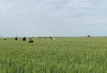 Proiect pentru revitalizarea agriculturii