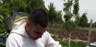 Scad coloniile de albine melifere