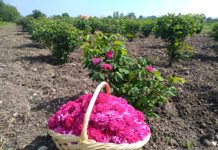 Apă de trandafiri și dulcețuri made in Olt