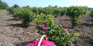 Apă de trandafiri și dulcețuri made in Olt