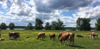 Tinerii fermieri, încurajați să lucreze în agricultură