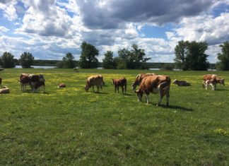 Se pregătesc plățile APIA pentru crescători