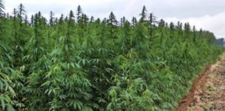 Ministrul Daea vrea să crească subvenția la cânepă