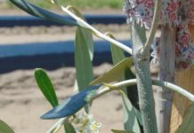 Kiwi, măslin și banana Nordului, în testare la Dăbuleni