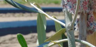 Kiwi, măslin și banana Nordului, în testare la Dăbuleni