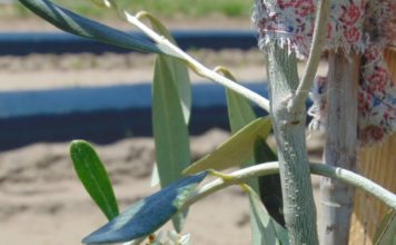 Kiwi, măslin și banana Nordului, în testare la Dăbuleni