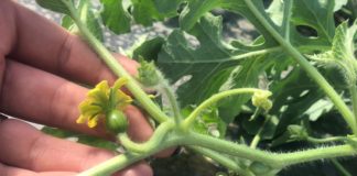 Pepenii de Dăbuleni, gata să iasă din tuneluri