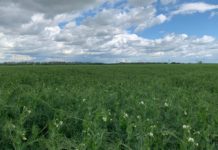 An favorabil pentru cultura de mazăre