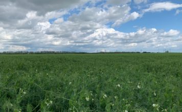 An favorabil pentru cultura de mazăre