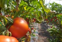 Roșii gustoase de Cioroiași