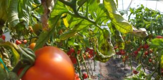 Roșii gustoase de Cioroiași