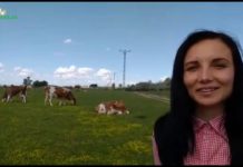 În ferma de vaci de la Ciuperceni