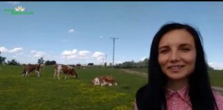 În ferma de vaci de la Ciuperceni