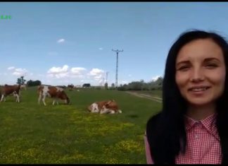 În ferma de vaci de la Ciuperceni