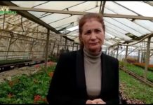 Serele Craiovei sunt o explozie de culoare cu sute de mii de flori