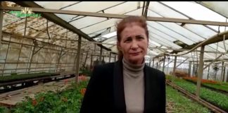 Serele Craiovei sunt o explozie de culoare cu sute de mii de flori